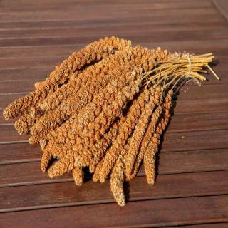 TIVO Proso senegalskie czerwone w kłosach 500g