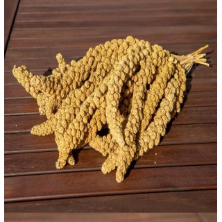 TIVO Proso senegalskie żółte w kłosach 500g