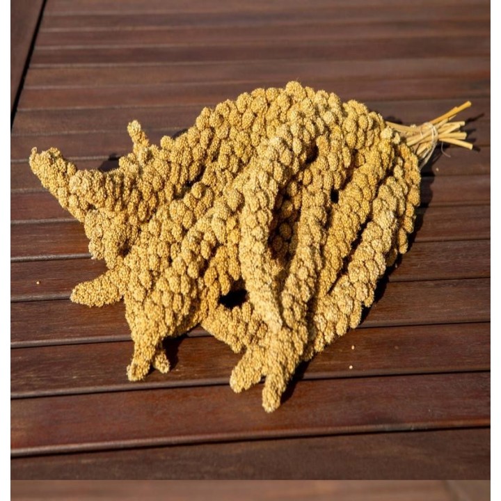 TIVO Proso senegalskie żółte w kłosach 500g