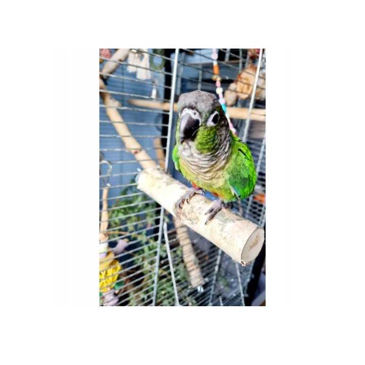 Znudzony Dziubek Żerdź brzozowa 15cm