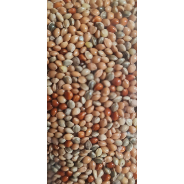 Alegia Proso mix dla ptaków...