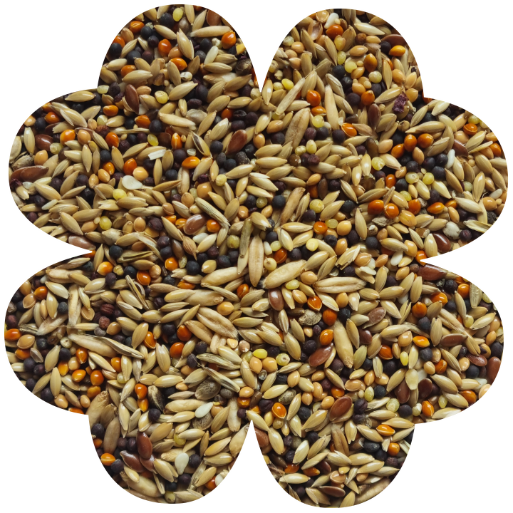 Alegia Enjoy Pokarm dla Kanarka 450g