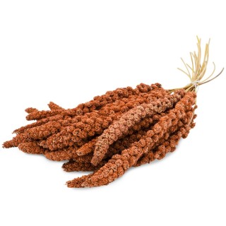 JR Birds Proso czerwone w kłosach 500g